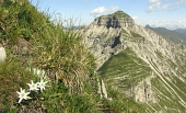 22 Stelle Alpine....